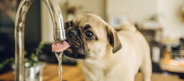 A pug drinking water from a sink faucet