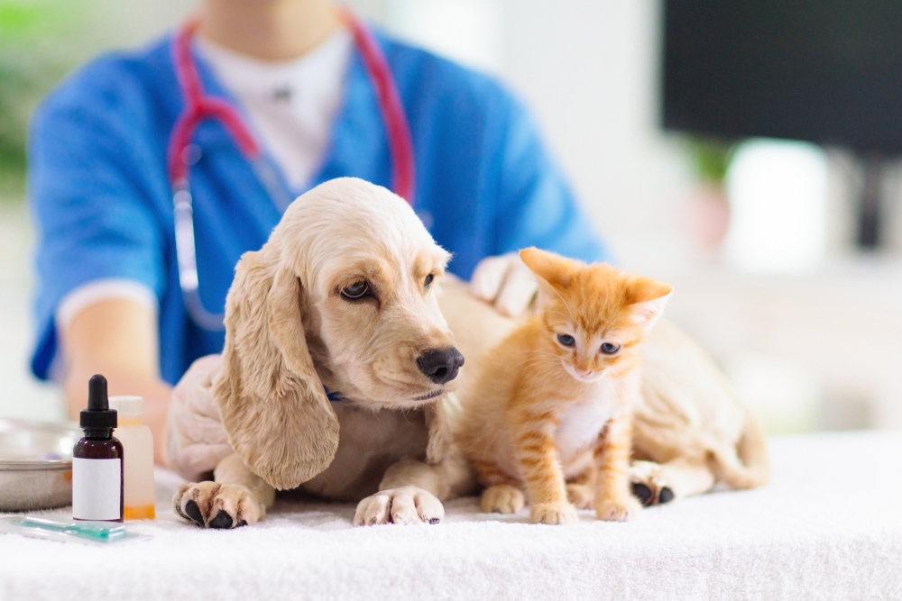 Auksaspalvio retriverio šuniukas ir oranžinis kačiukas pas veterinarą.