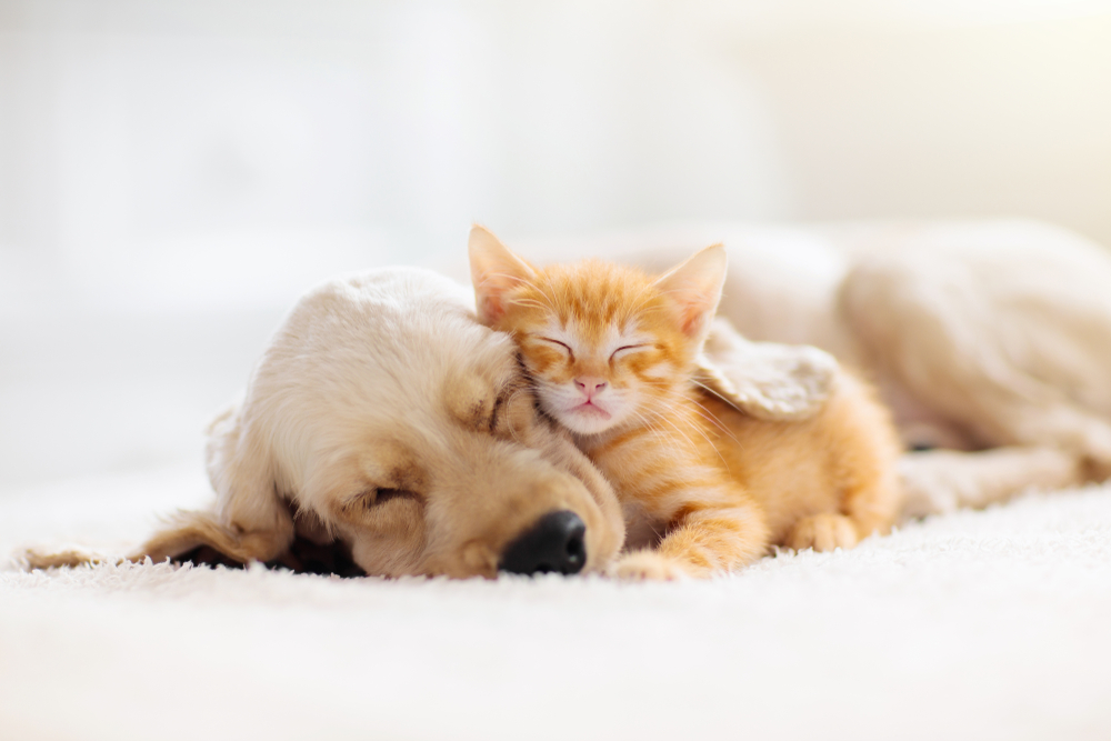 A Golden Retriever puppy napping with an orange tabby kitten.