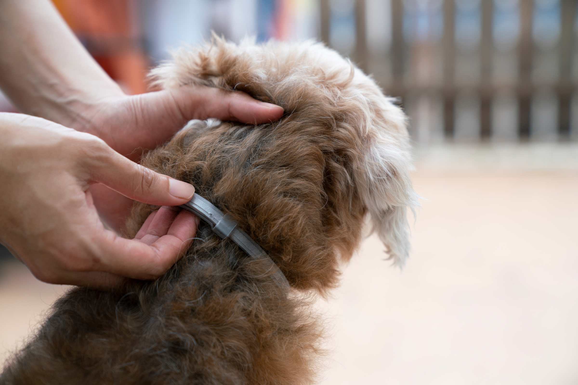 Find Out If Flea Collars Are Safe For Puppies | Pawtracks