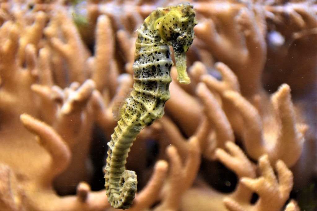 Seahorse swimming in an aquarium