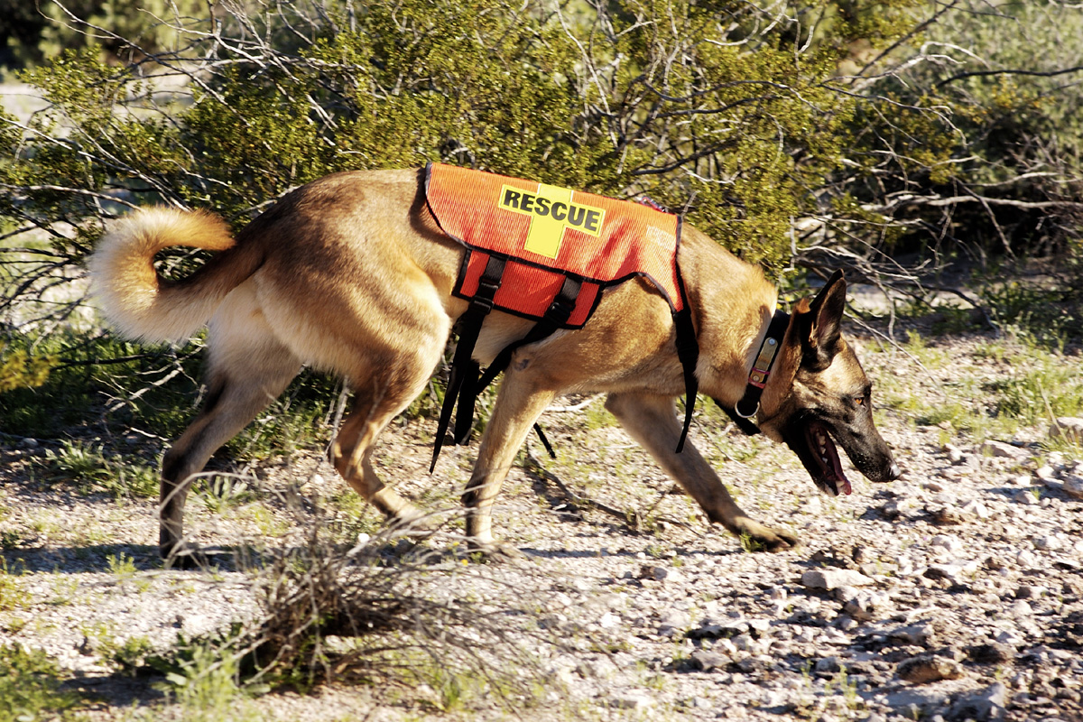 Search and rescue dog following scent.