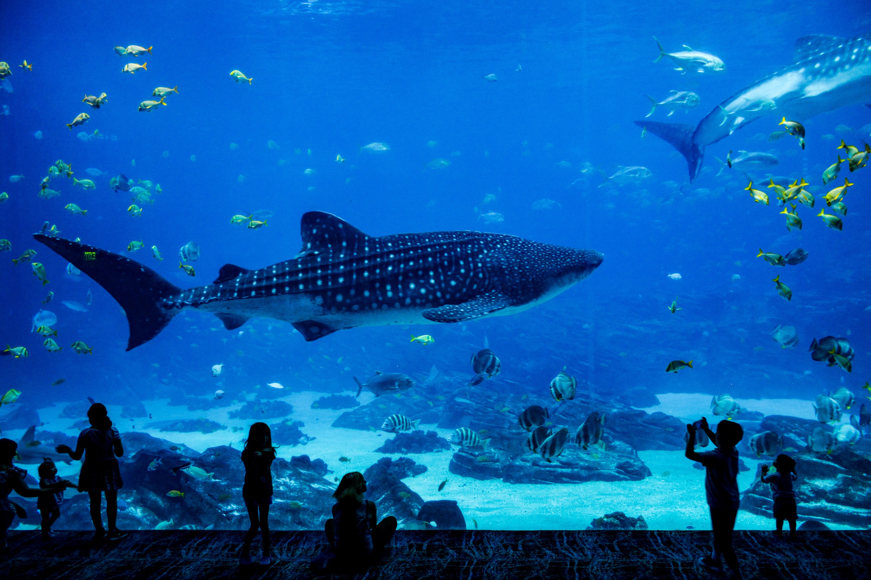 Shark swims in aquarium with people watching
