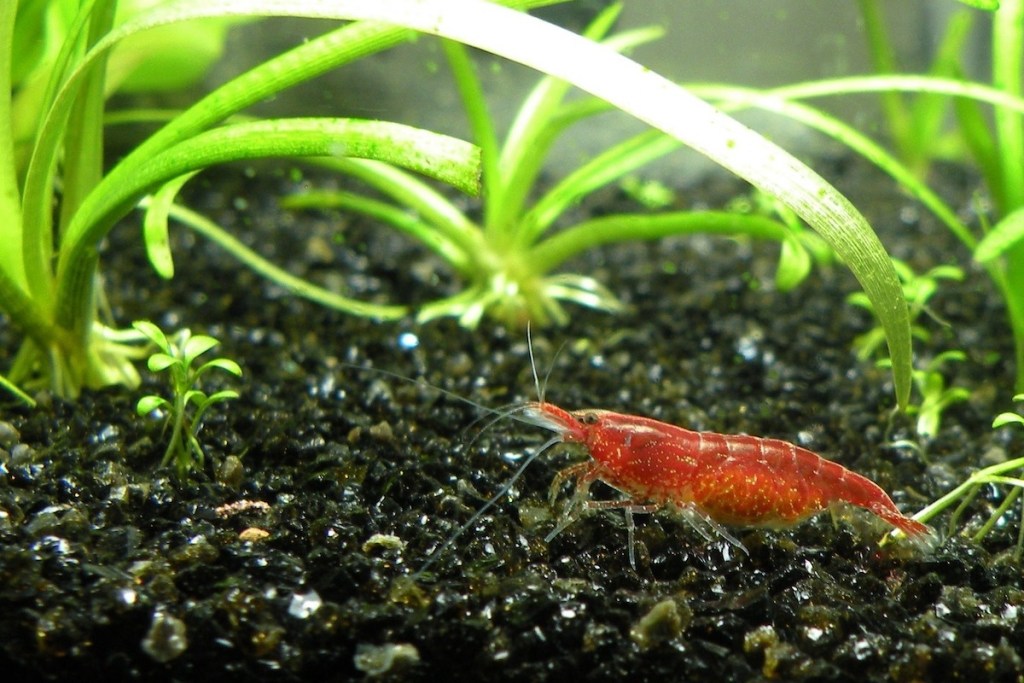 Vyšnių krevetės akvariumo apačioje