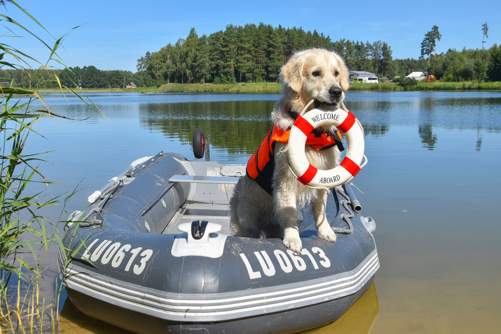 golden retriever lifeguard