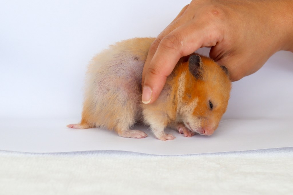 Sergantis žiurkėnas tiriamas