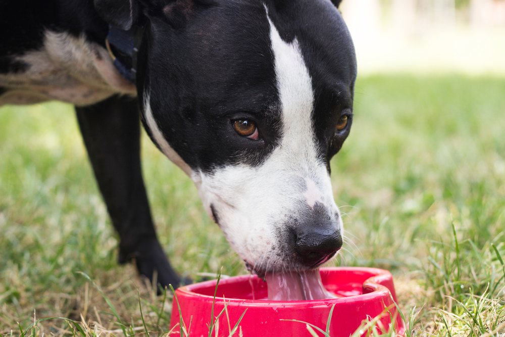 A black and white Staffordshire terrier drinking water from a heart-shaped bowl in the grass