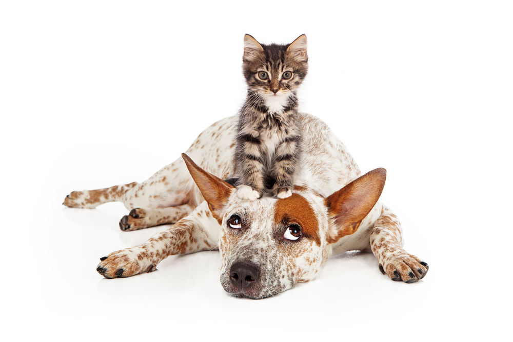 A striped kitten standing on a dog's head.
