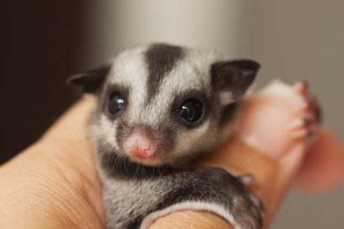 Sugar glider clings to their owner's thumb