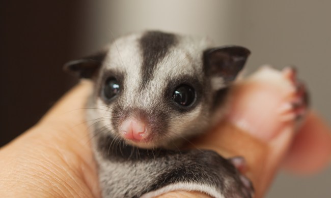 Sugar glider clings to their owner's thumb