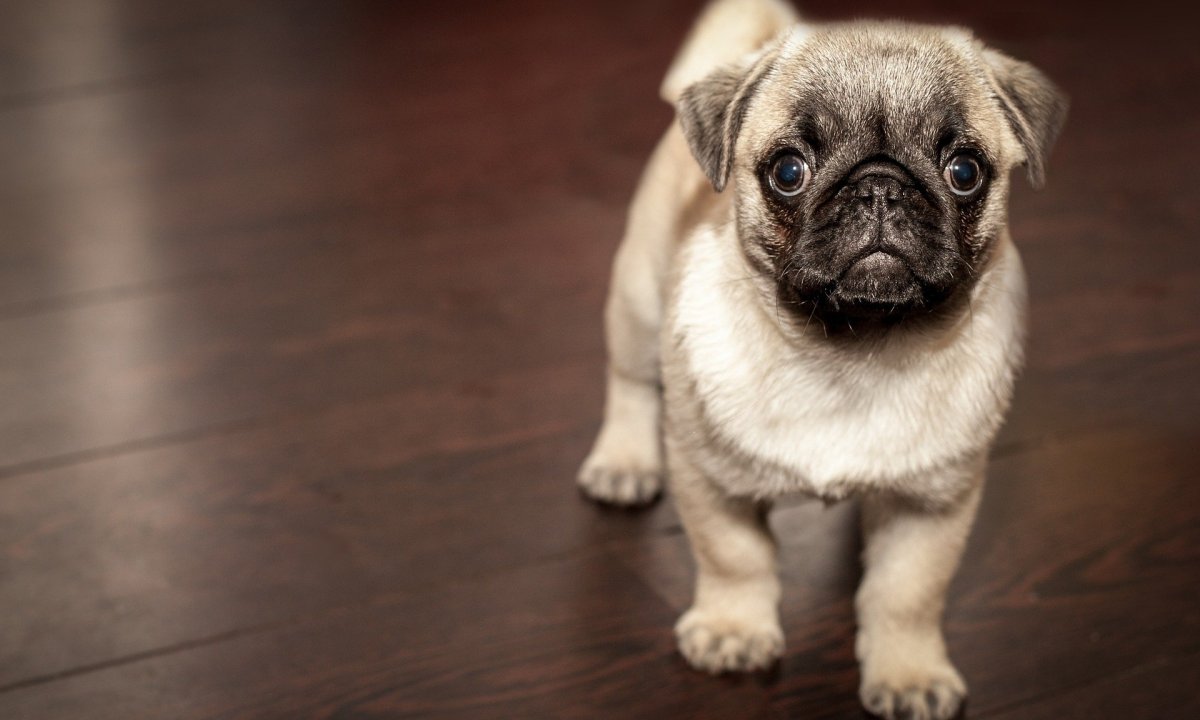 A tan pug puppy sitting on a wooden floor.