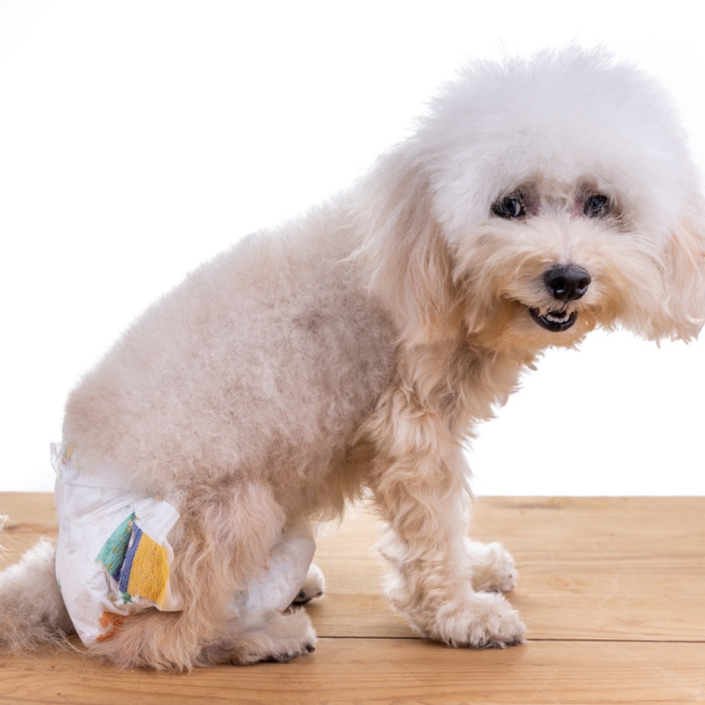 Toy poodle wearing diaper