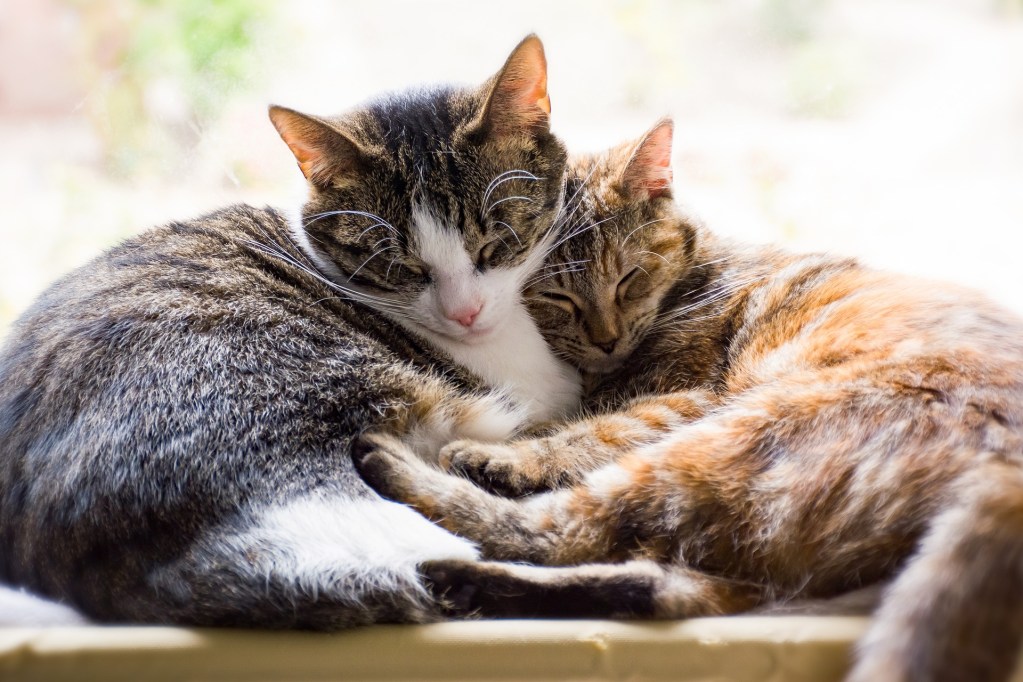 Two cats sleeping and cuddling together