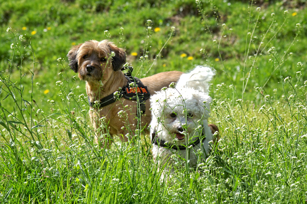 Two small dogs playing in meadow.