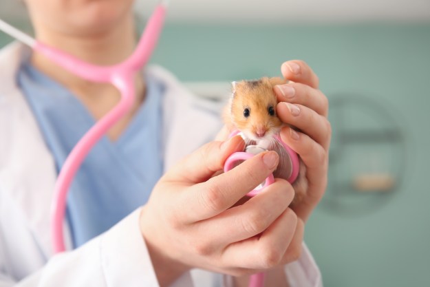 Vet checks out small hamster