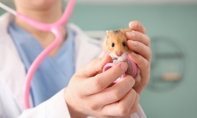 Vet checks out small hamster