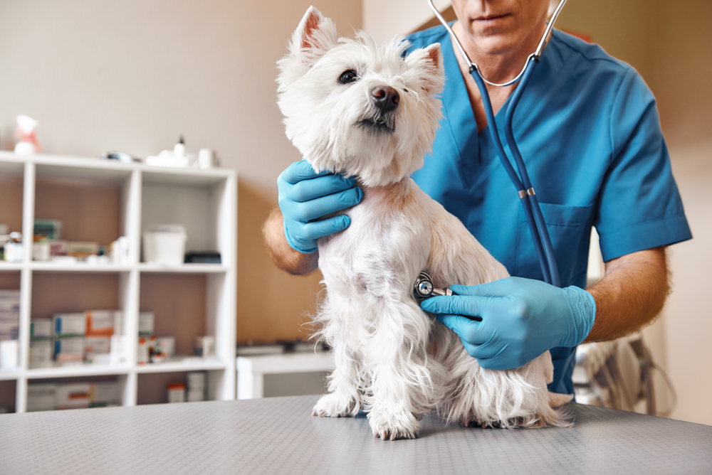 A veterinarian listening to a white dog's lungs.