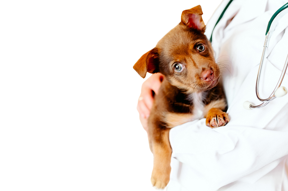 A veterinarian in a lab coat holding a brown puppy.