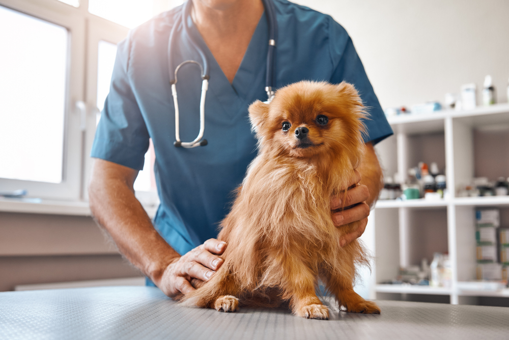 A male veterinarian with a Pomeranian puppy.