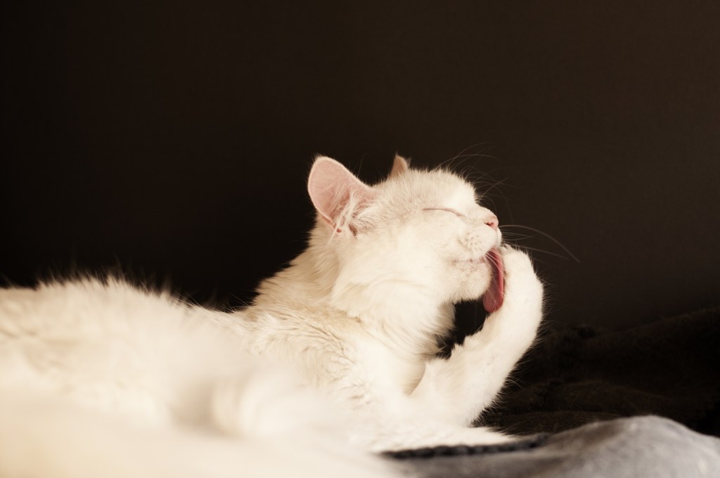White cat grooming itself