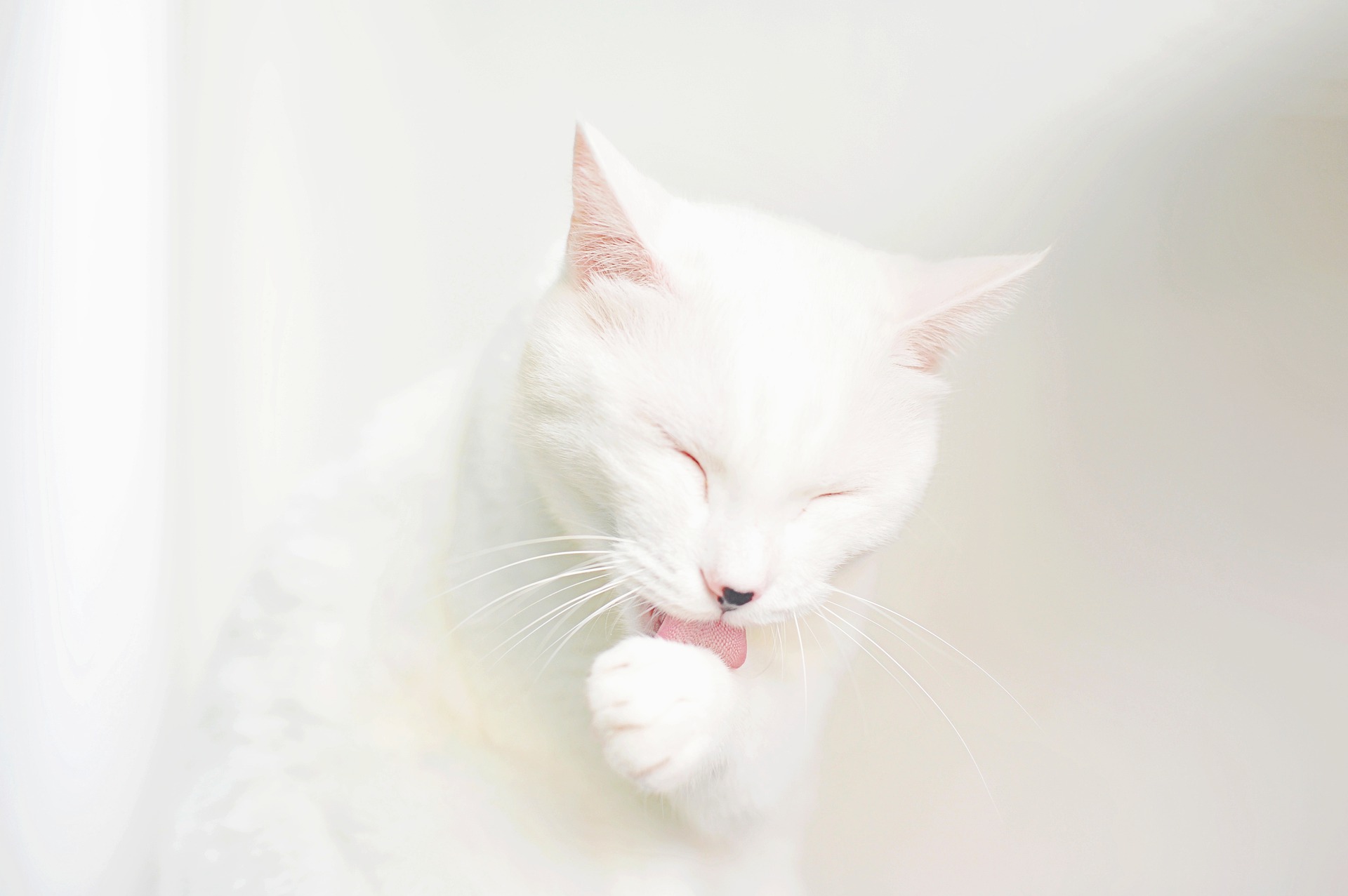 White cat grooming its paw