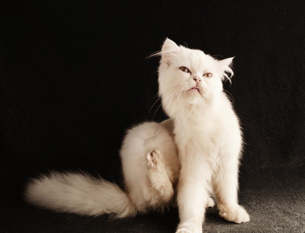 White longhaired cat scratching its neck