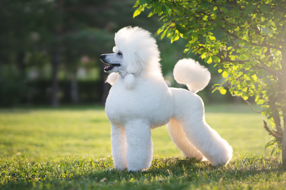 A white Poodle standing outside in the grass.