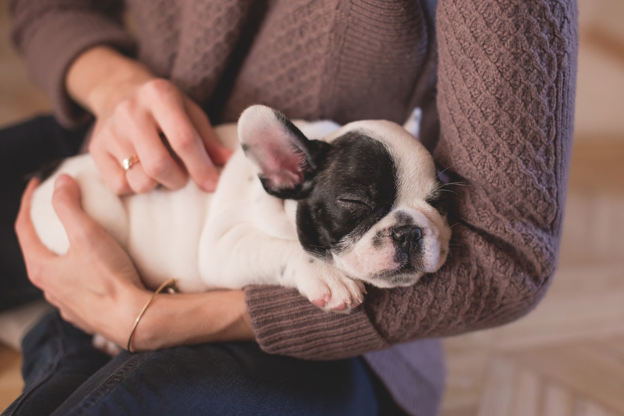A woman in a brown sweater holding a sleeping black and white French bulldog puppy.