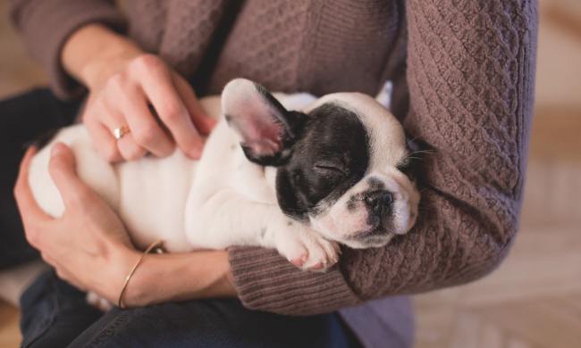 A woman in a brown sweater holding a sleeping black and white French bulldog puppy