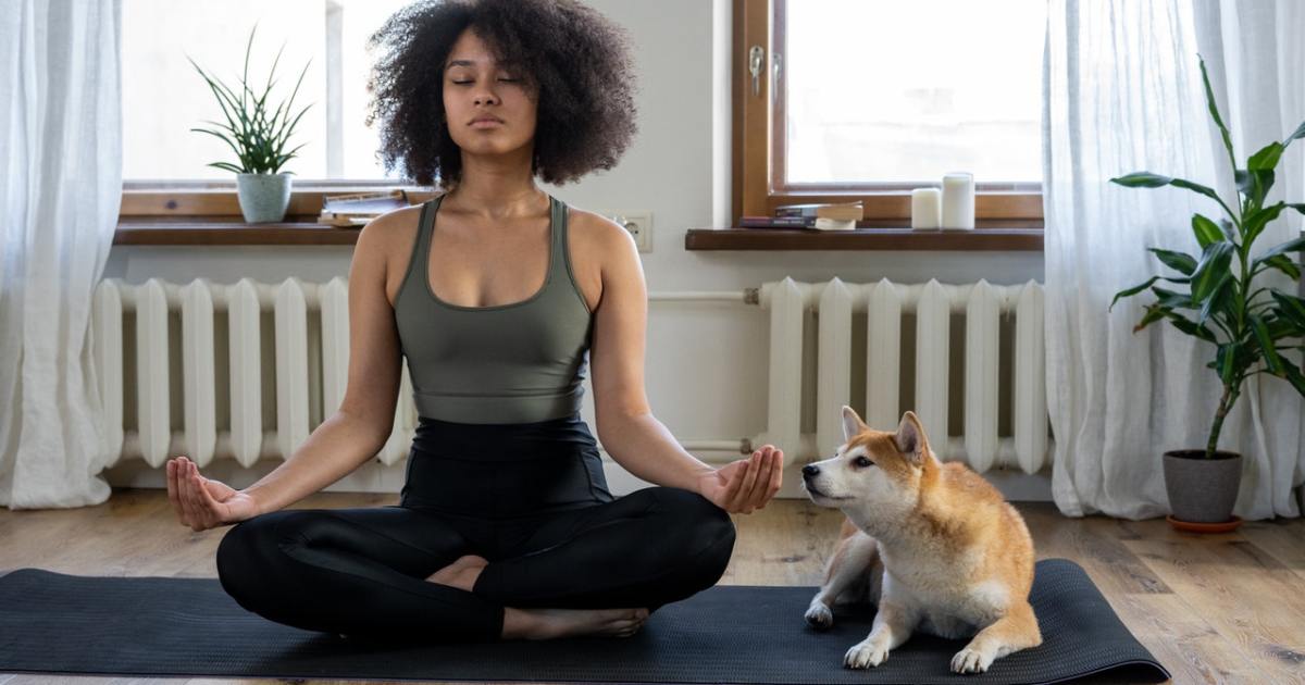 4 nuostabios šunų veislės, į kurias reikia atsižvelgti vietoj pomsky