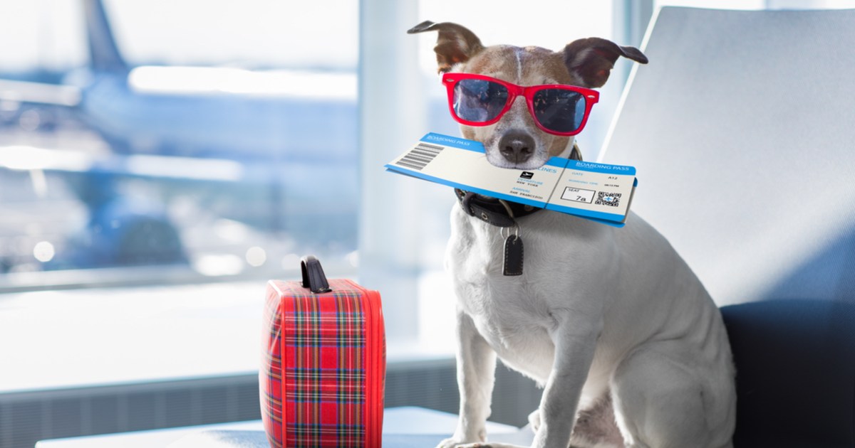 Here's How To Travel on an Airplane with a Dog or Cat PawTracks