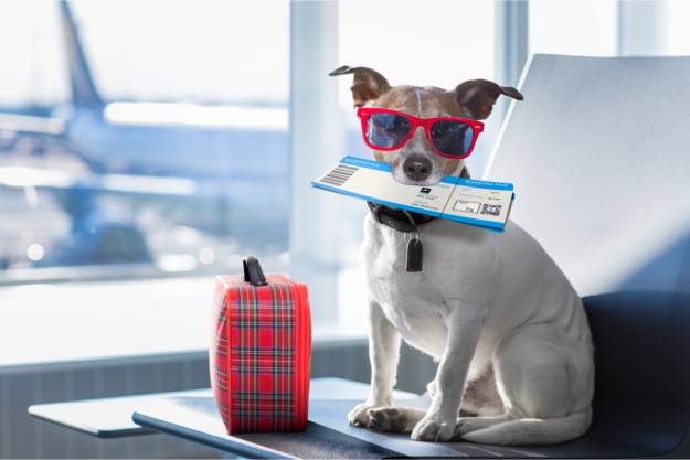 Small dog going a trip