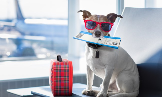 Small dog going a trip