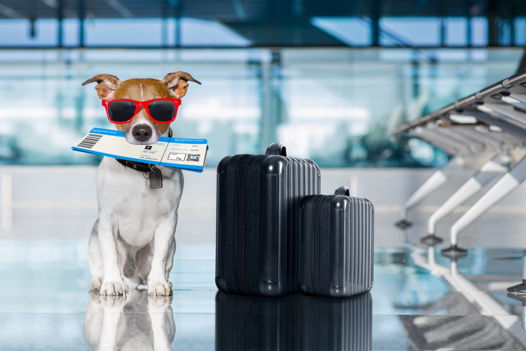 Dog in sunglasses waits for her flight in the airport