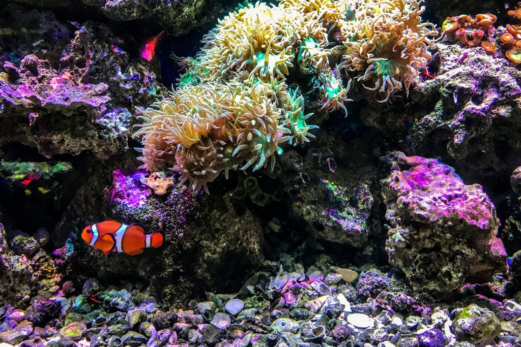 Žuvys klounai plaukioja per koralus akvariume