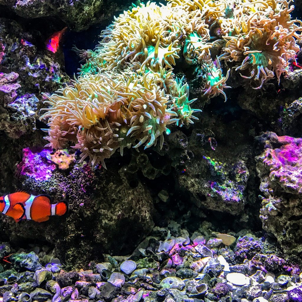 Clown fish swimming through corals in an aquarium