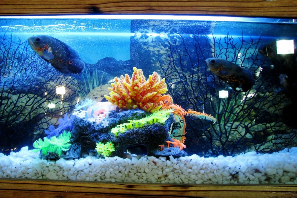 Ryškiai apšviestas akvariumas su žuvimis ir koralais