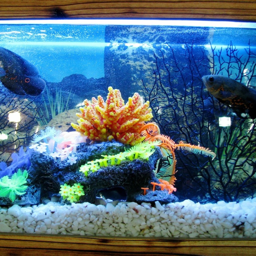 Brightly lit aquarium with fish and coral