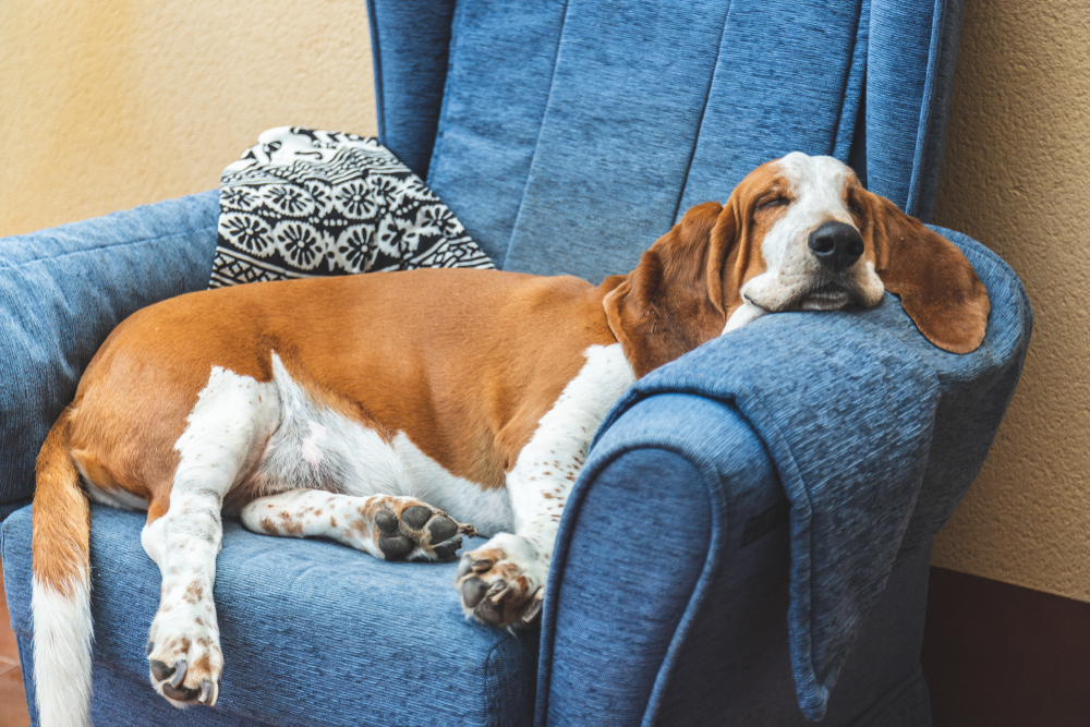 A brown and white Basset Hound sleeping in a blue chair.