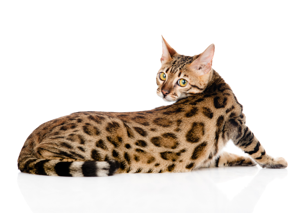 5 best nonshedding cat breeds to save your couch PawTracks