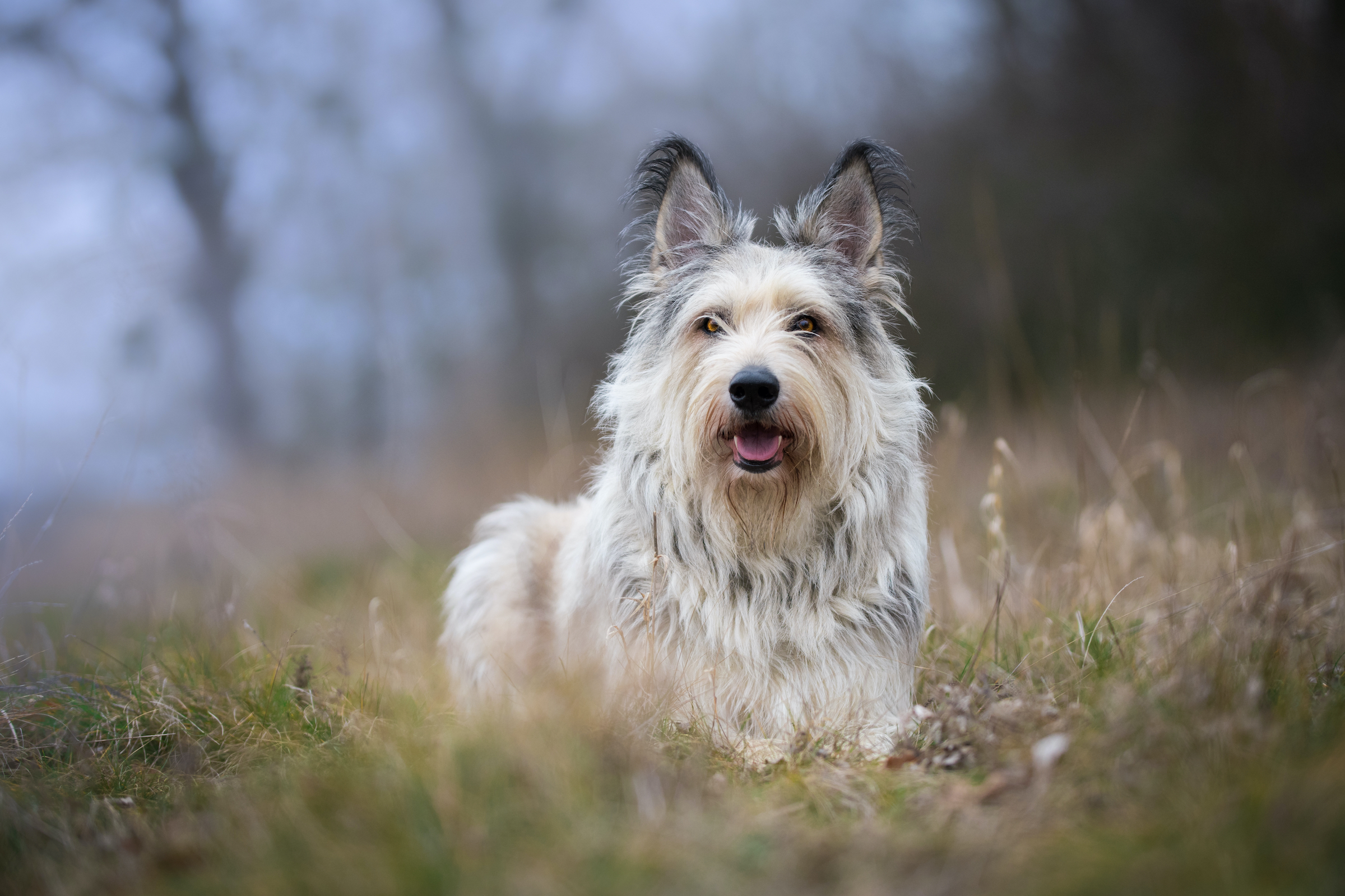 a gray berger picard dog stands in a winter field