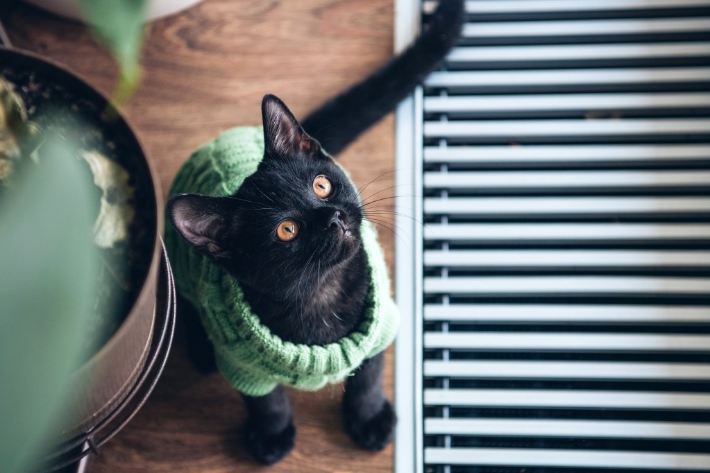 A black cat wearing a green sweater