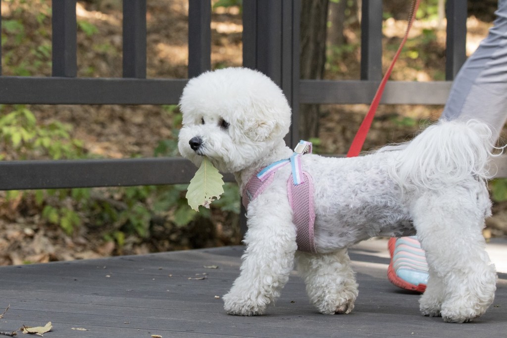 A bichon frise dog wearing a pink harness holds a leaf in their mouth