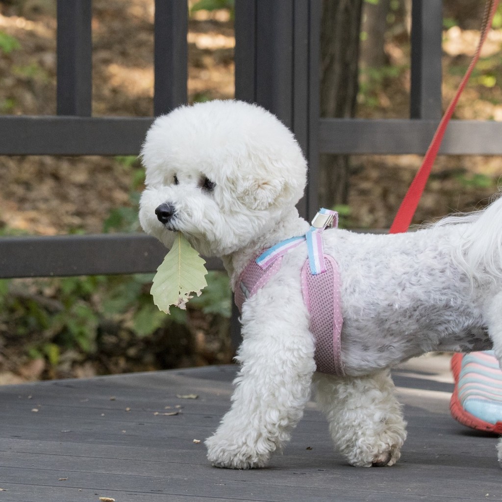 A bichon frise dog wearing a pink harness holds a leaf in their mouth