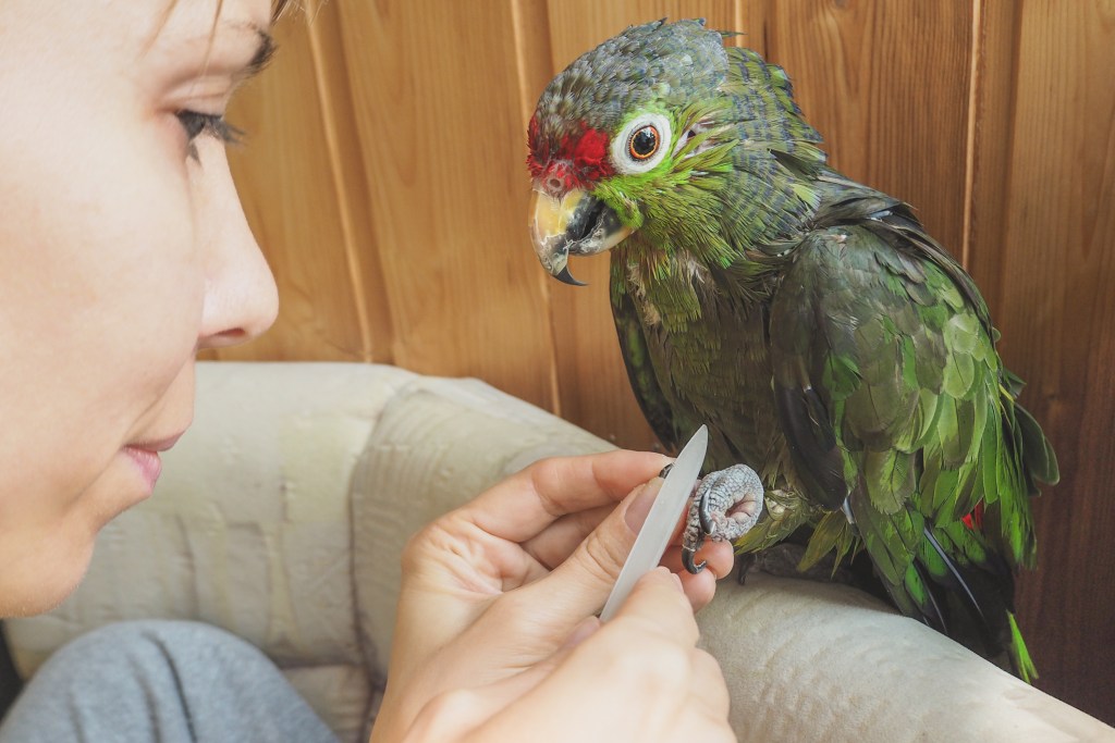 Follow These 6 Steps To Trim Bird Nails | PawTracks Follow These 6 Steps To Trim Bird Nails | PawTracks