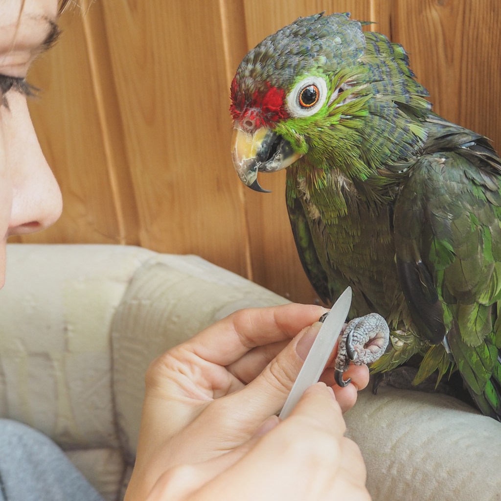 The vet sharpens the claws of the parrot.