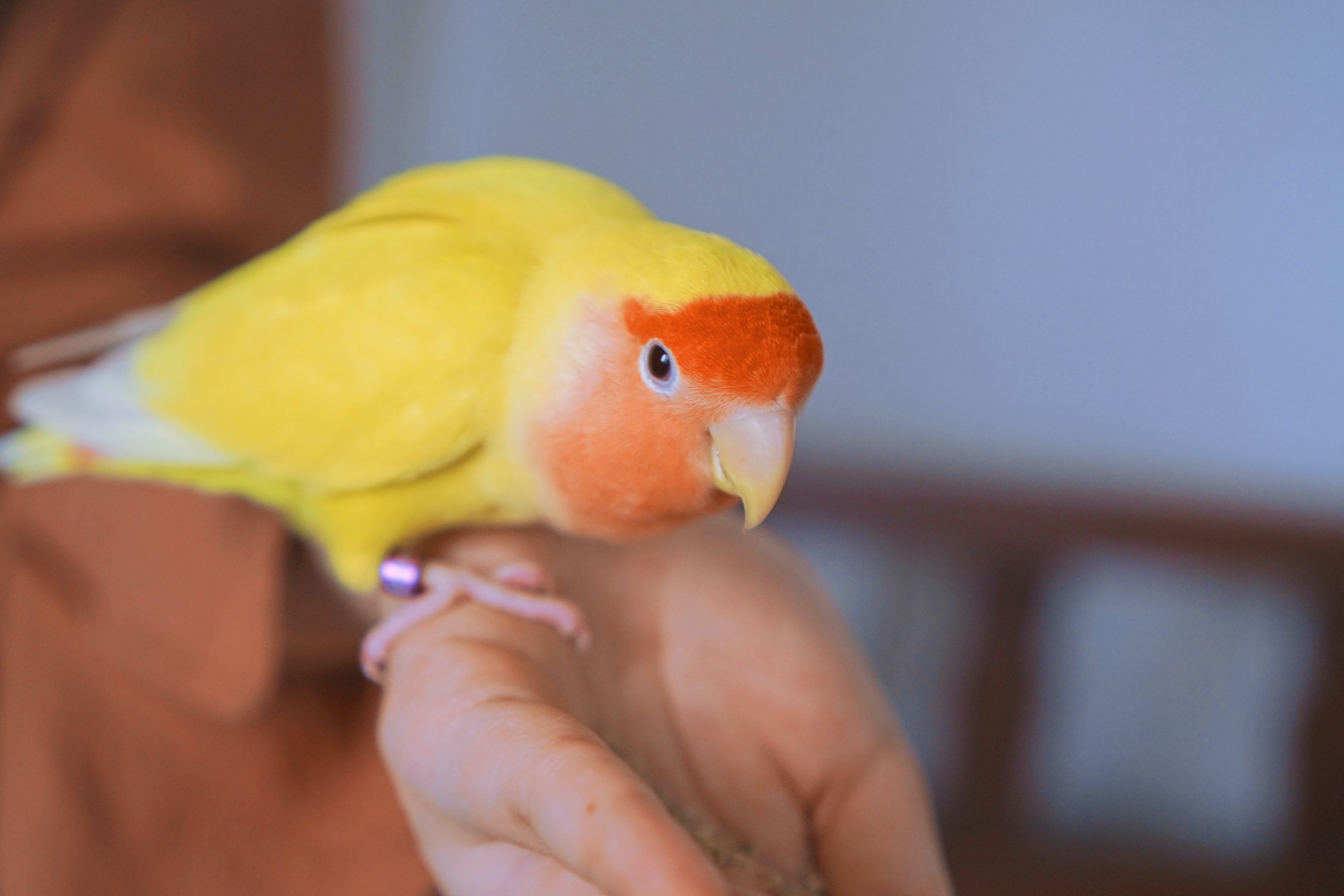 Do You File or Clip Your Bird's Nails?