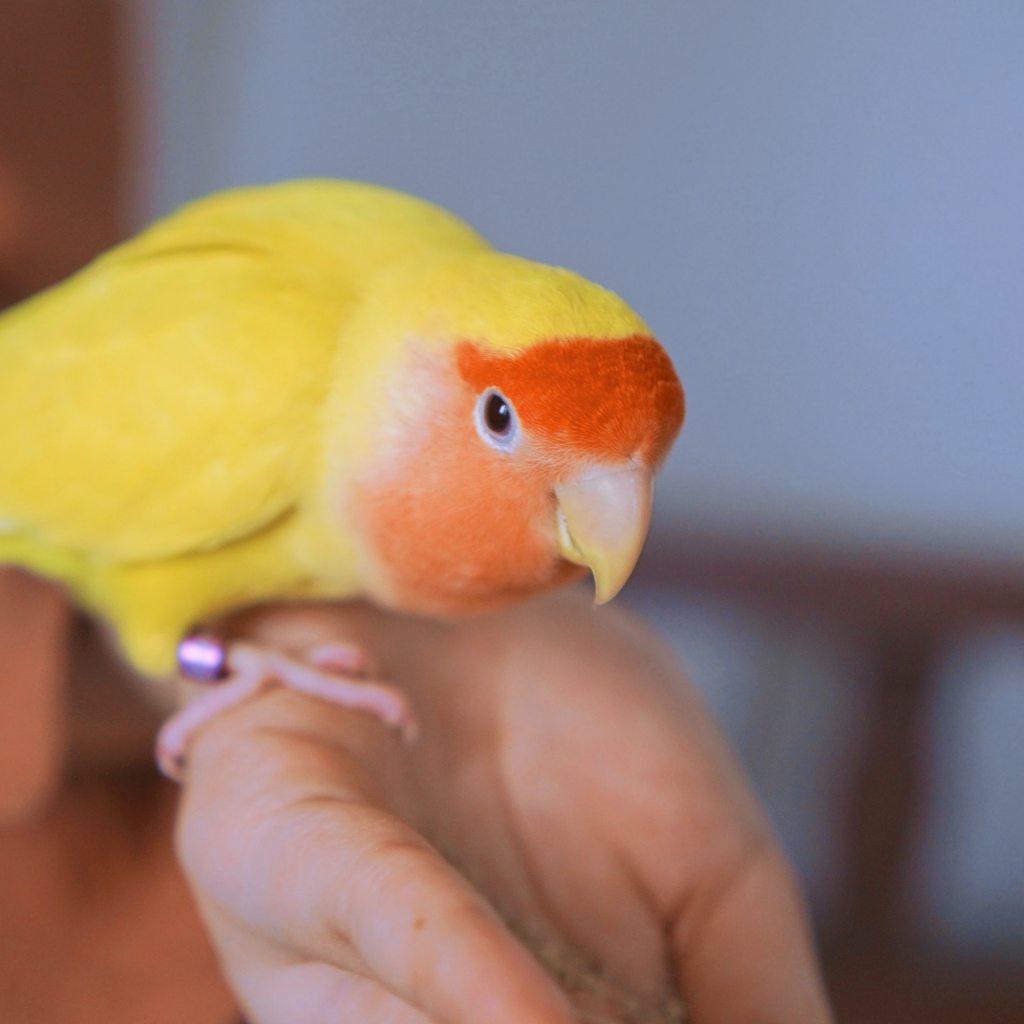 Bird perches on owner's hand