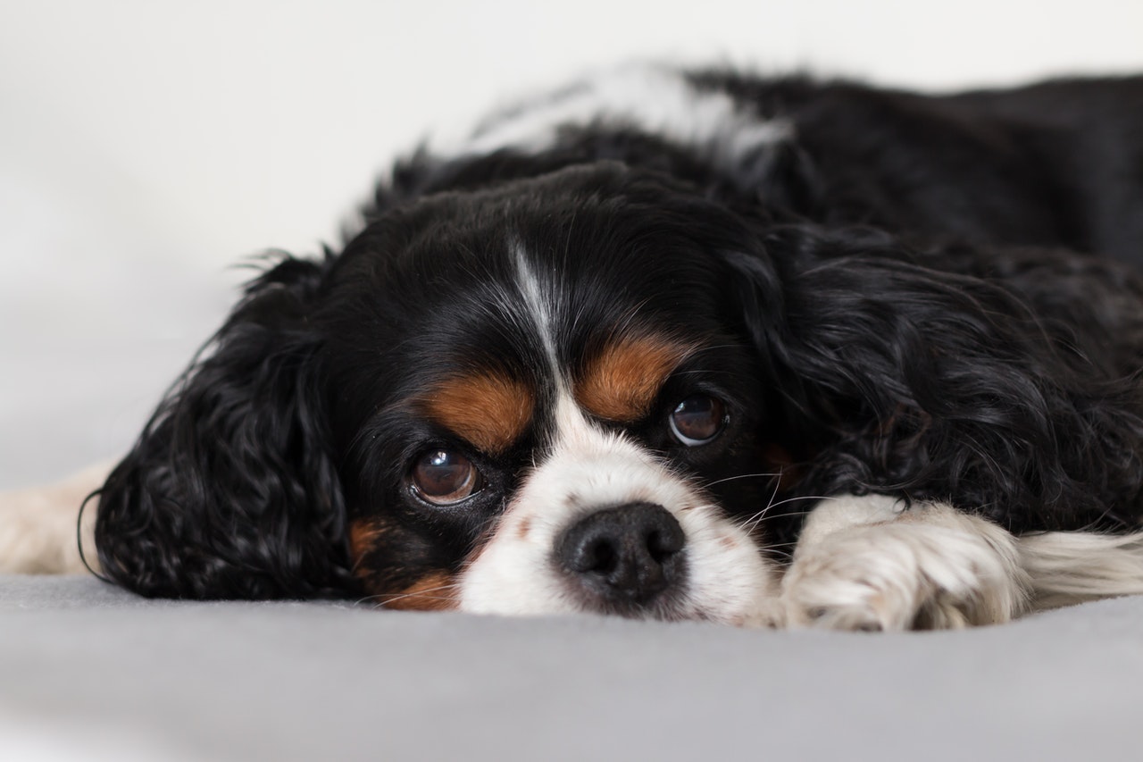 A Black and Tan Cavalier King Charles Spaniel lying on a white bed.