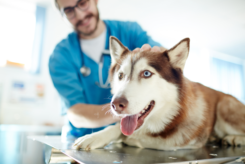 A veterinarian listening to a brown and white Husky with a stethoscope. 